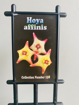 Hoya - Affinis Collection No. 158