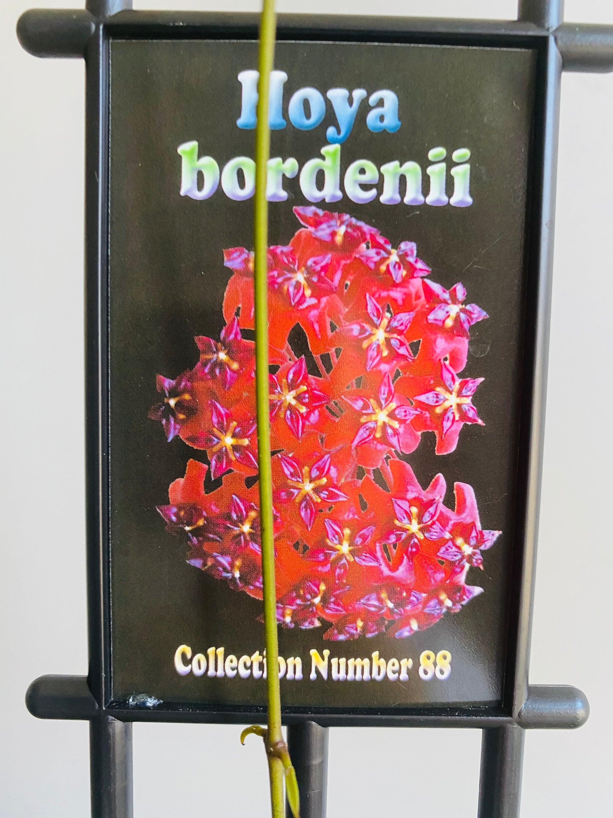 Hoya - Bordenii Collection No. 88