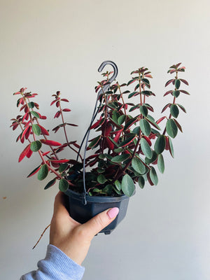 Peperomia - Red Log