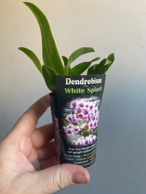 Dendrobium White Splash
