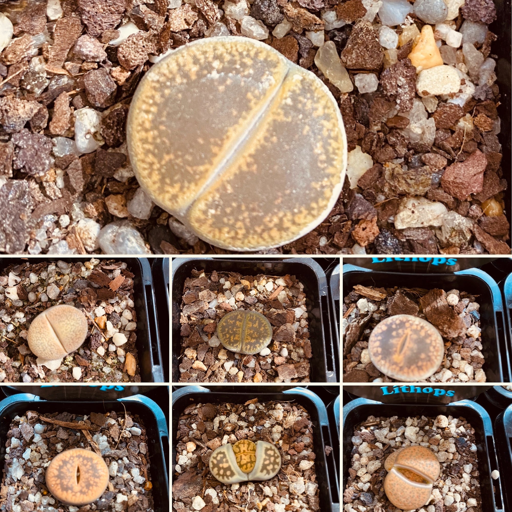 Lithops spp. - Living Stone Plant