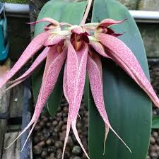 Bulbophyllum longissimum