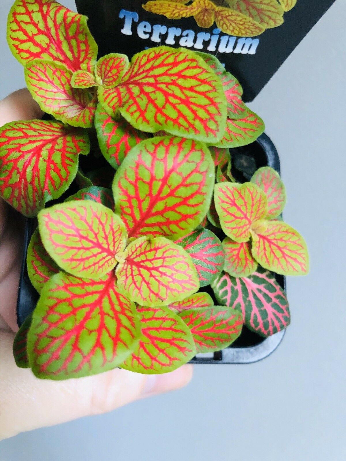 Fittonia - Jade