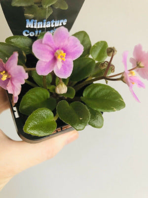 African Violet - Little Pro