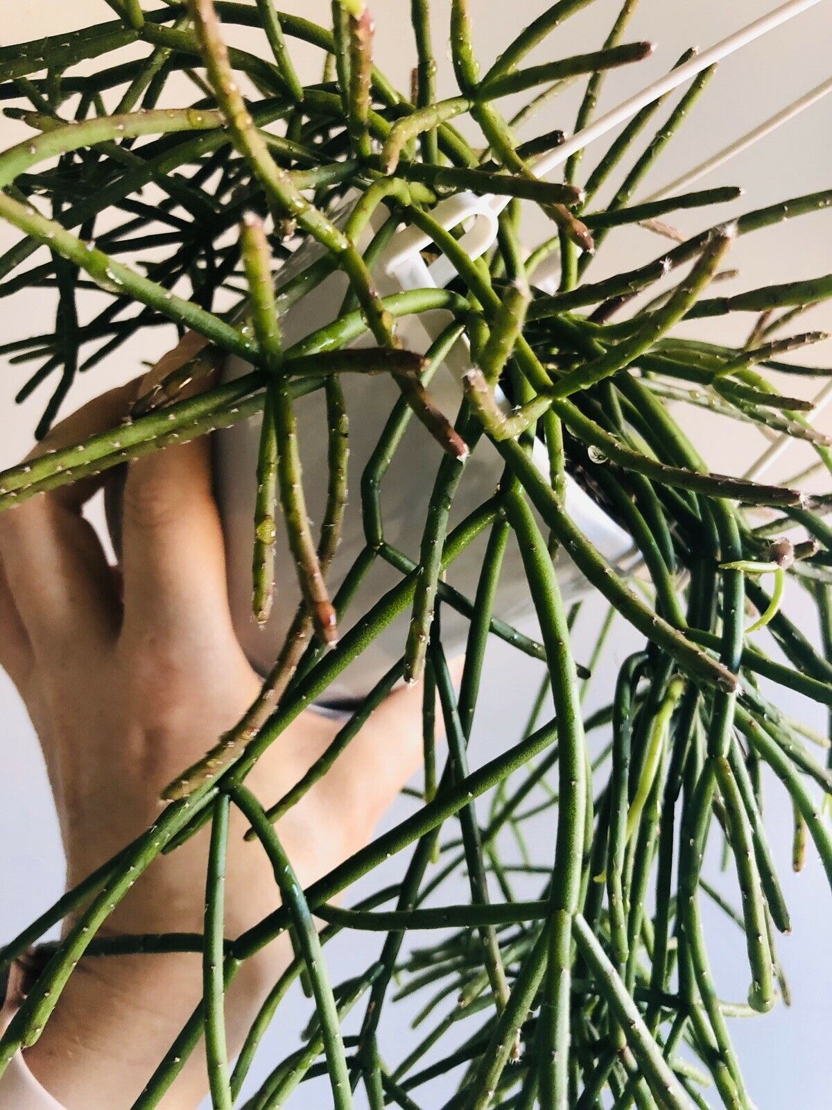 Rhipsalis baccifera ssp. Mauritiana - Mistletoe Cactus Collection No. 42