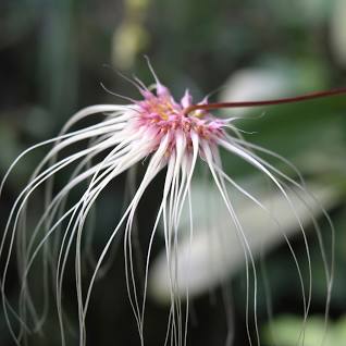Bulbophyllum medusae