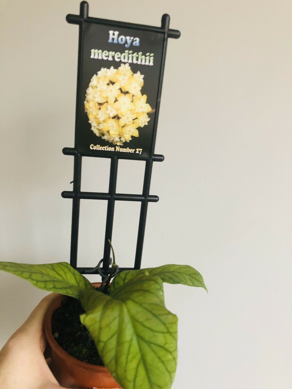 Hoya - Meredithii Collection No. 27