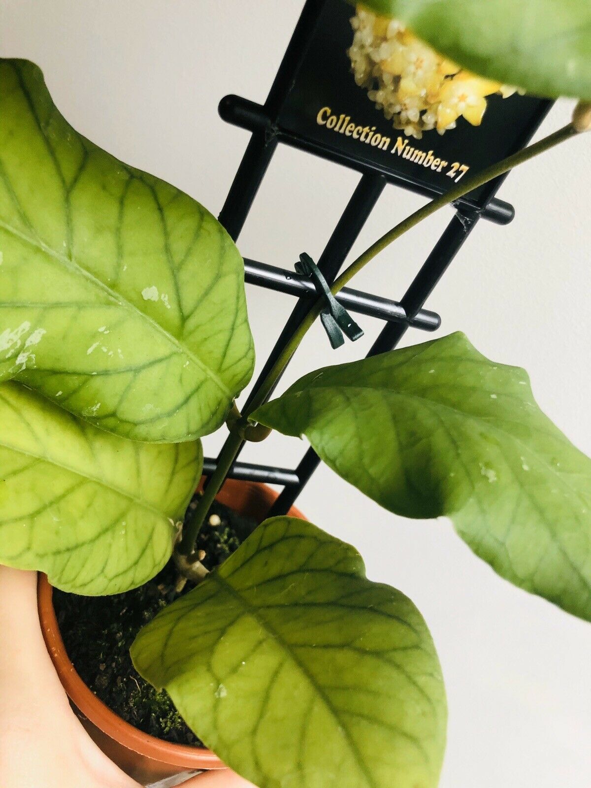 Hoya - Meredithii Collection No. 27