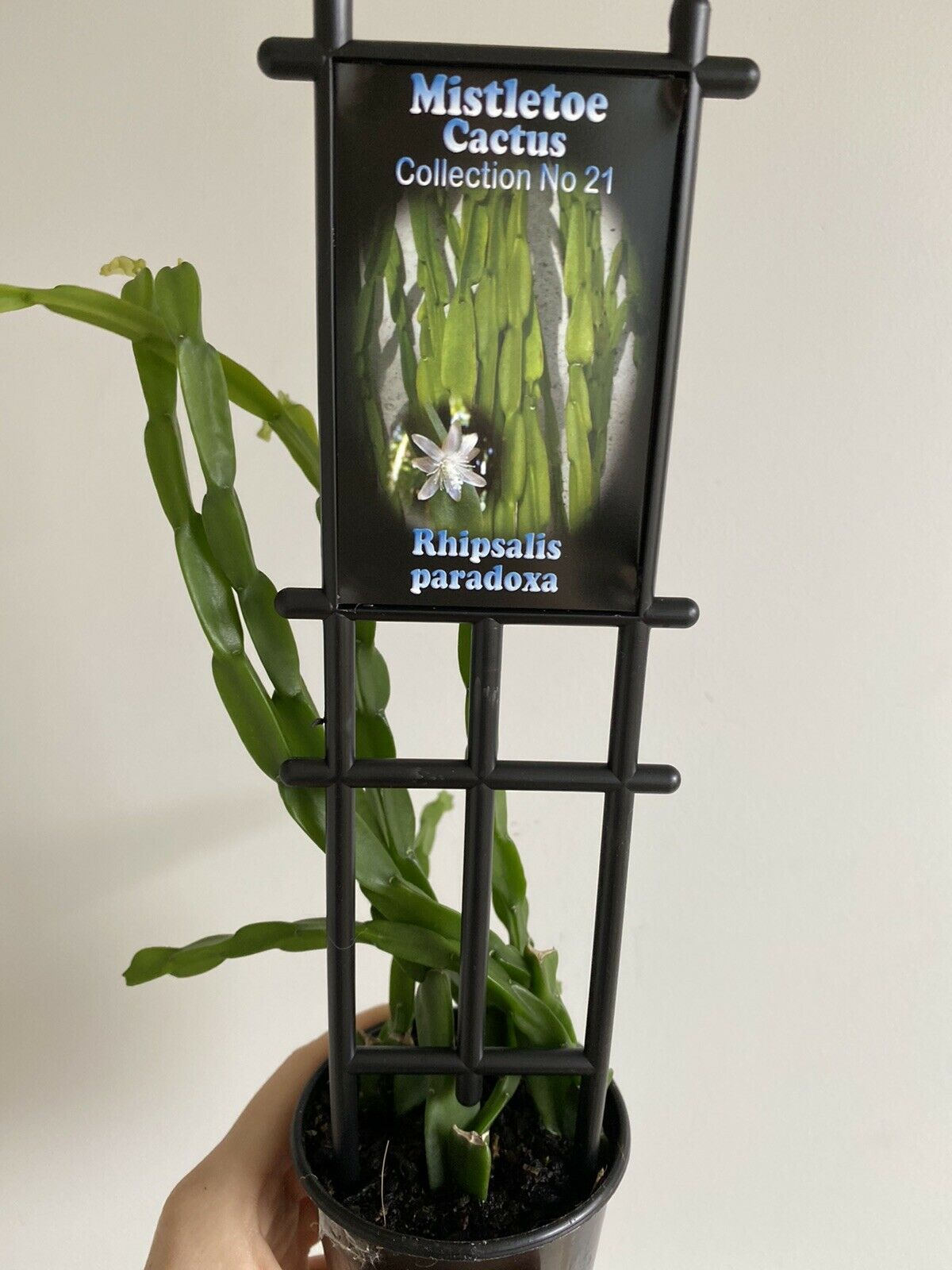 Rhipsalis Paradoxa - Mistletoe Cactus Collection No. 21