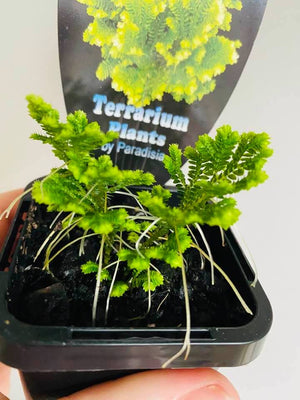 Selaginella martensii variegata - 'Jori'