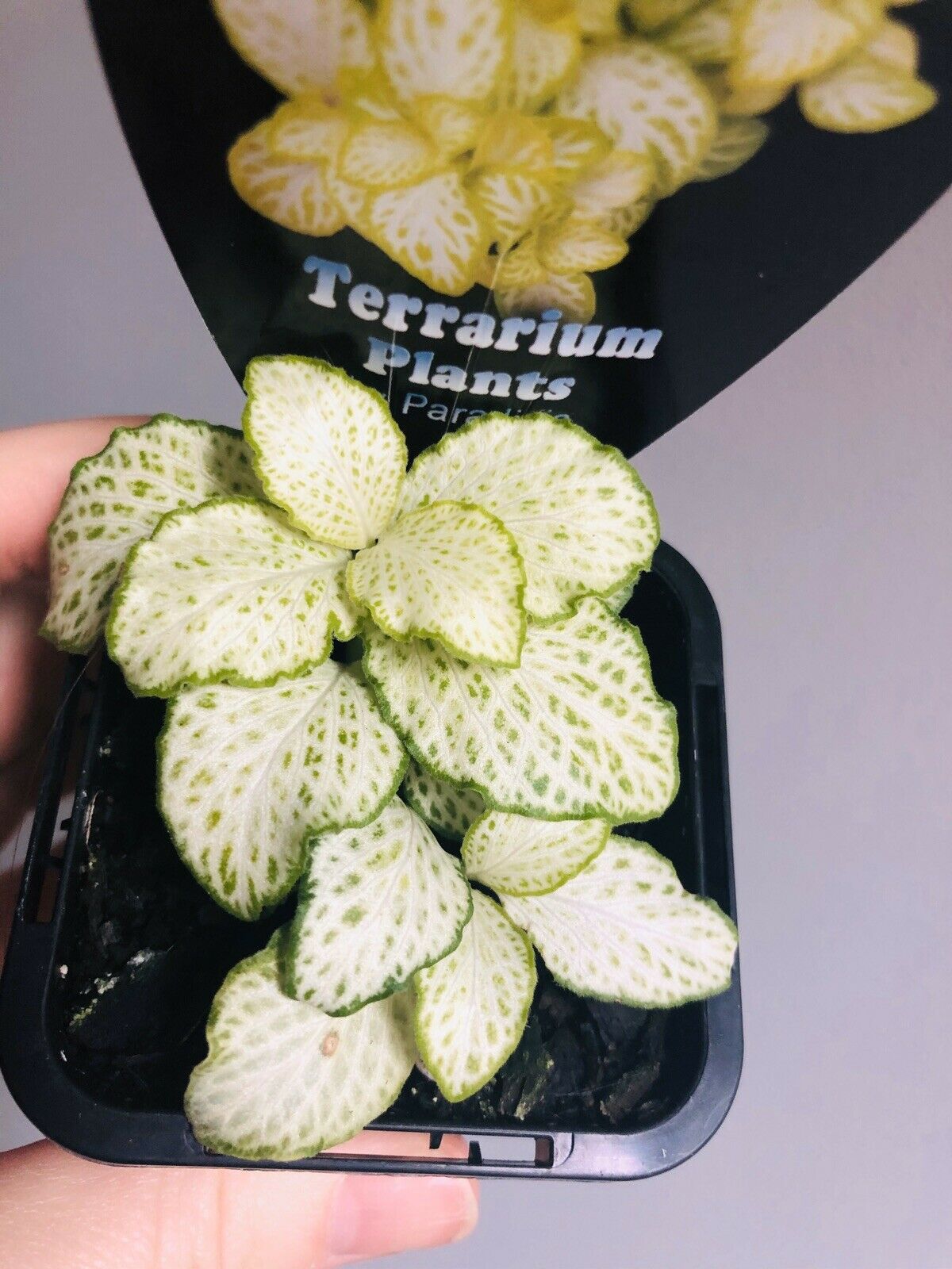 Fittonia - White Star